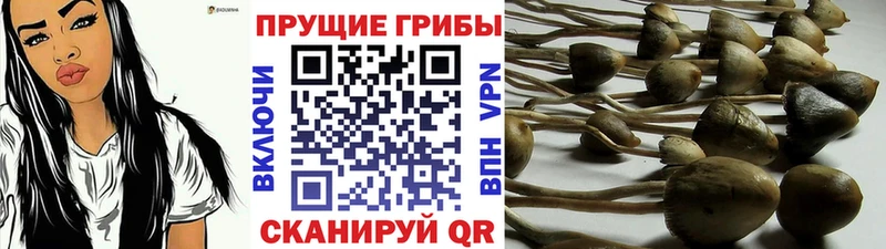 Галлюциногенные грибы мухоморы Богучар